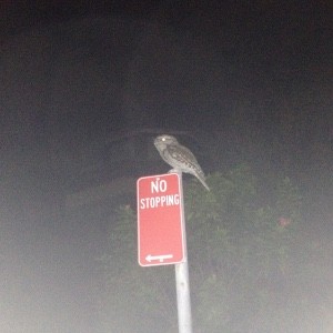 No Stopping
