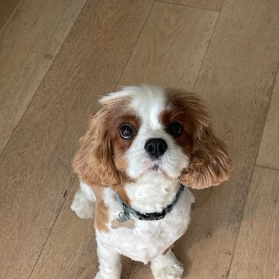 Team Alfie