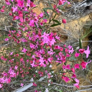 Walk It Off Power Flowers