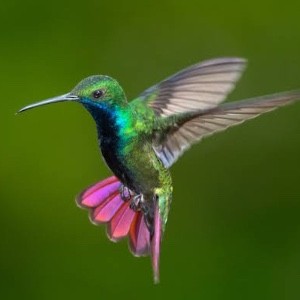 Hummers