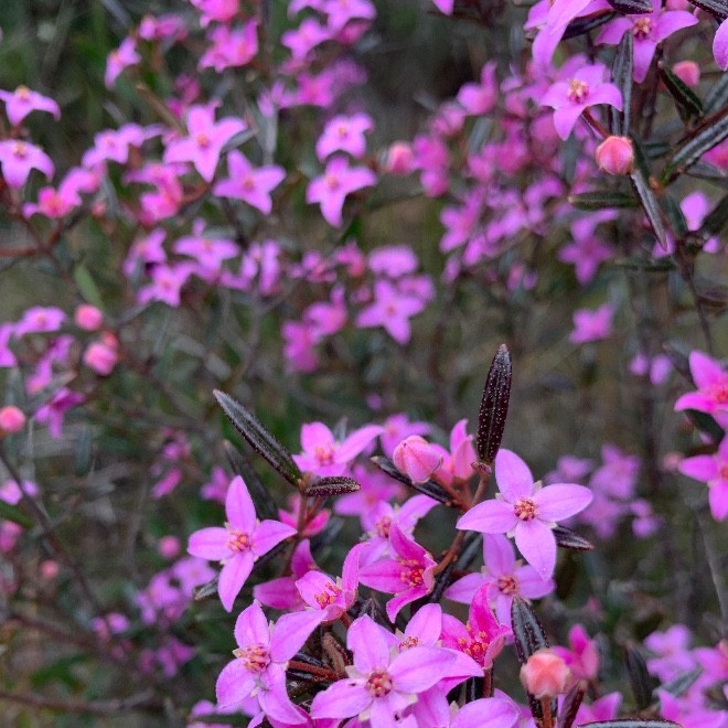 Sinthuja Siva